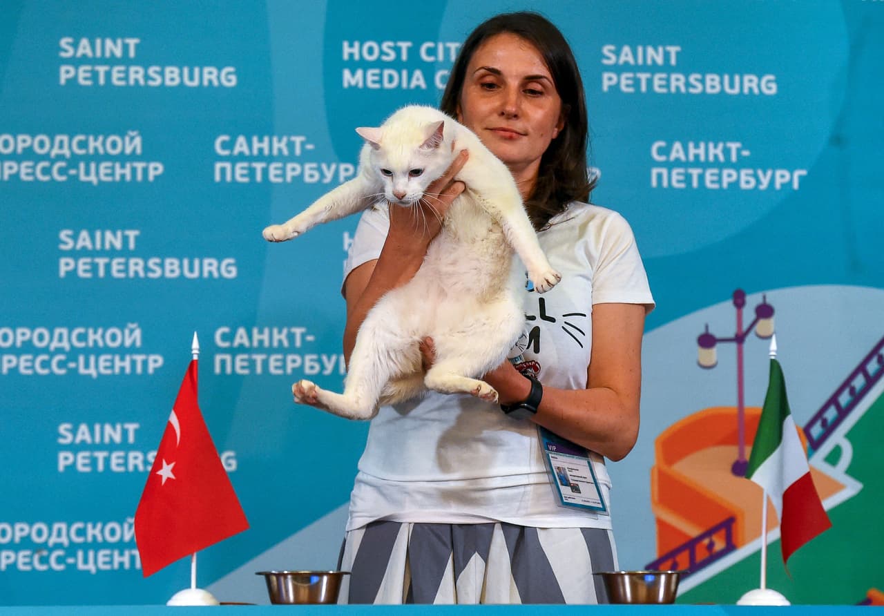 El gato ruso Aquiles es el pronosticador de la Euro 2020... Aquiles ya fue el pronosticador oficial del Mundial Rusia 2018 donde tuvo un 75 por ciento de acierto, mientras que en la Copa Confederaciones logró el 100 por ciento.