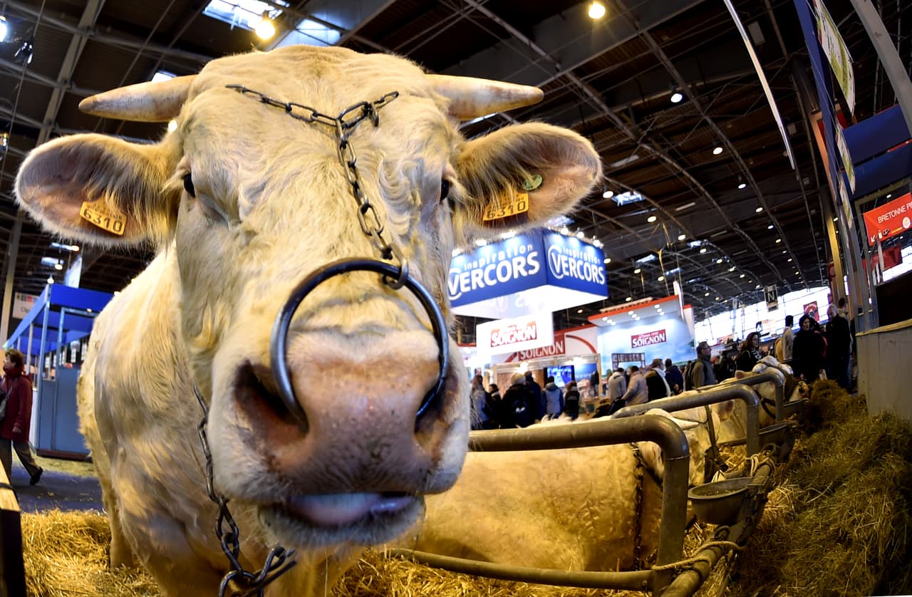 La polémica tiene gran sustento en que este fármaco es usado también en el ganado para aumentar su masa muscular y el tejido magro.
