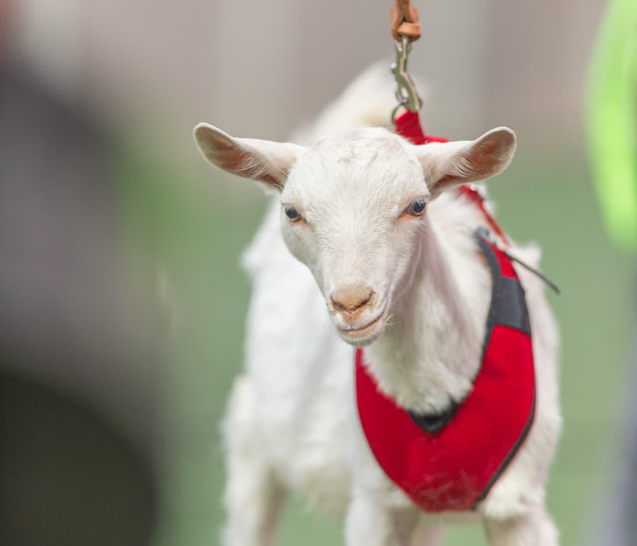 La final de la Copa MX en Guadalajara entre Chivas y Morelia se vio enmarcada por el colorido característico de este tipo de encuentros, con la belleza de porristas y fanáticas y con la fiesta que se vive en las tribunas. El 'Rebaño Sagrado' tuvo a todos alentándolo.