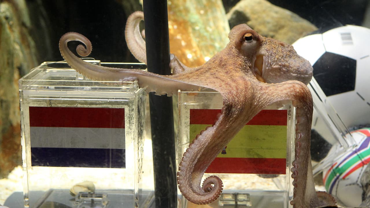 La final planteó un serio reto para Paul porque dos equipos que nunca fueron campeones del mundo antes se encontraban en la final por lo que su premonición pasaría a la historia.