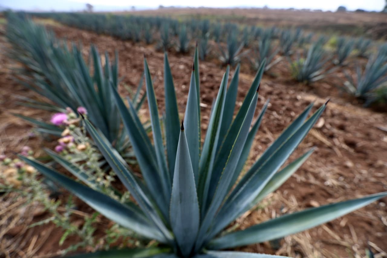 De hecho, no el ‘Teslaquila’ no es tequila más caro del mundo.