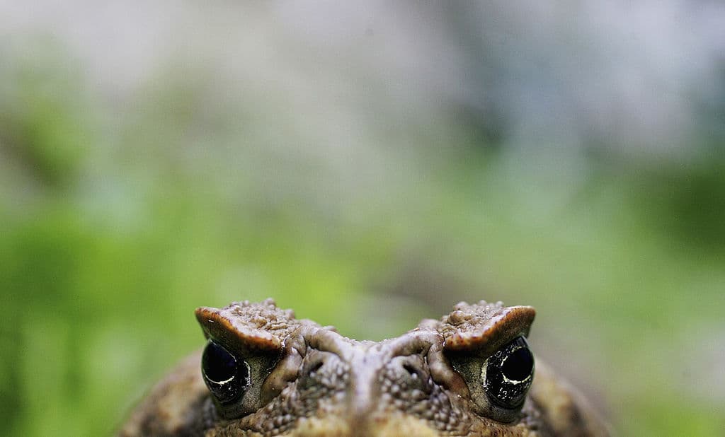 “… El sapo me ha enseñado que no voy a estar aquí para siempre. Hay una fecha de vencimiento ", expresó Tyson.