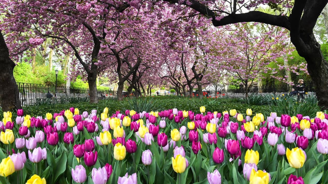 Primavera en NY: Recorre estos parques para ver tulipanes, magnolias y cerezos en flor