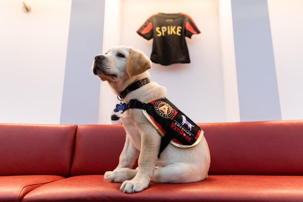 Él es Spike, el perro que busca servir como entrenamiento de perros y porta con gusto la playera del Atlanta United. Su misión es ayudar en algún momento a ayudar a un veteranos que lo necesiten.