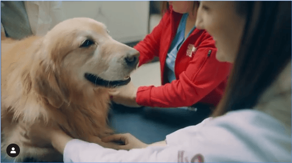 Millonario pagó en el Super Bowl para dar gracias por su perro