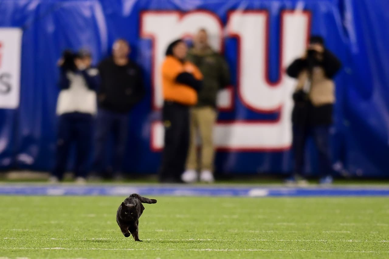 Durante un partido de la NFL entre los New York Giants y los Dallas Cowboys, un gato negro se atravesó durante el partido en el Estadio MetLife a inicios de noviembre de este año.