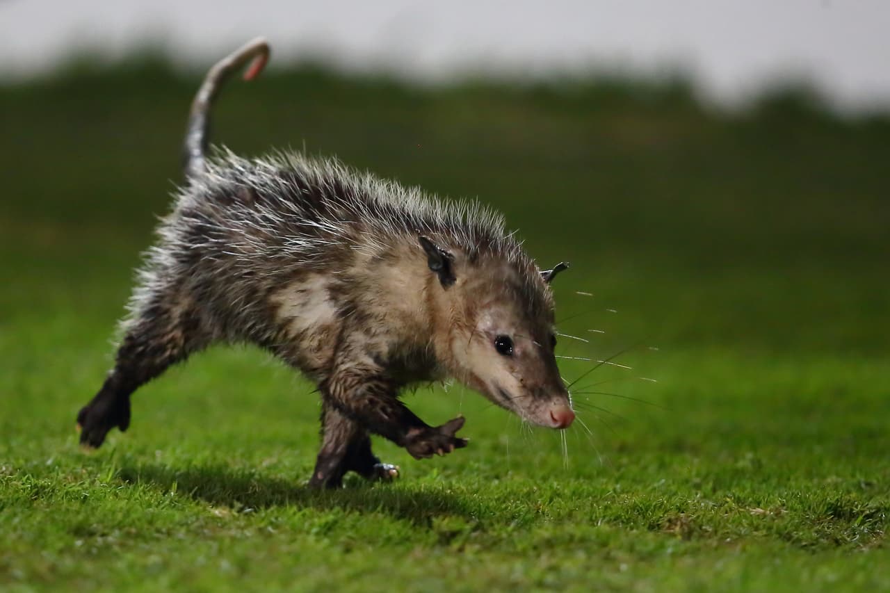 Al minuto 44 un tlacuache irrumpió en el campo llamando la atención de todos, al final fue rescatado y puesto a salvo por los bomberos en el estadio, ya que allí tiene su madriguera.