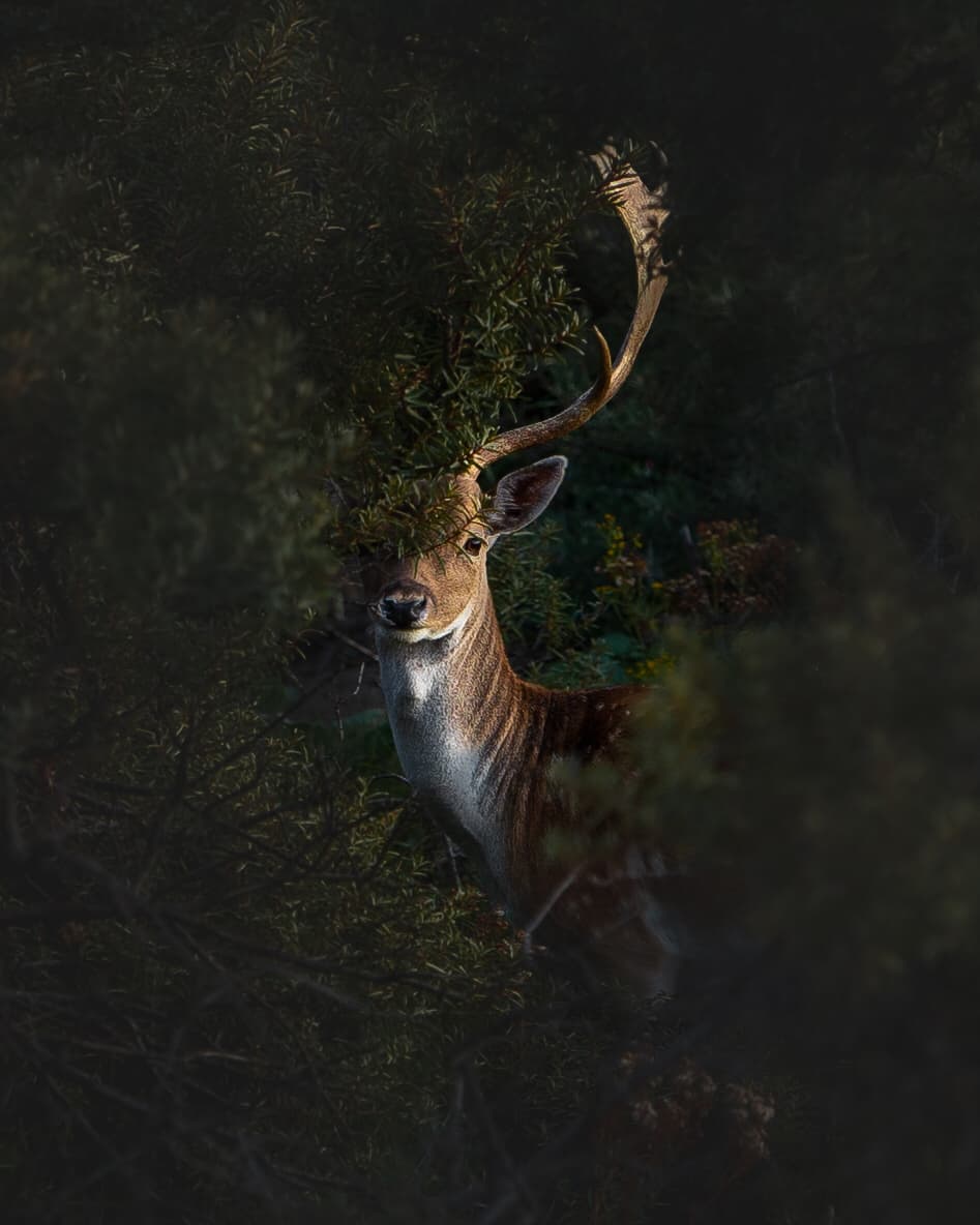 La inagotable belleza verde de la Tierra: estas son las fotografías ganadoras del concurso #Green2020