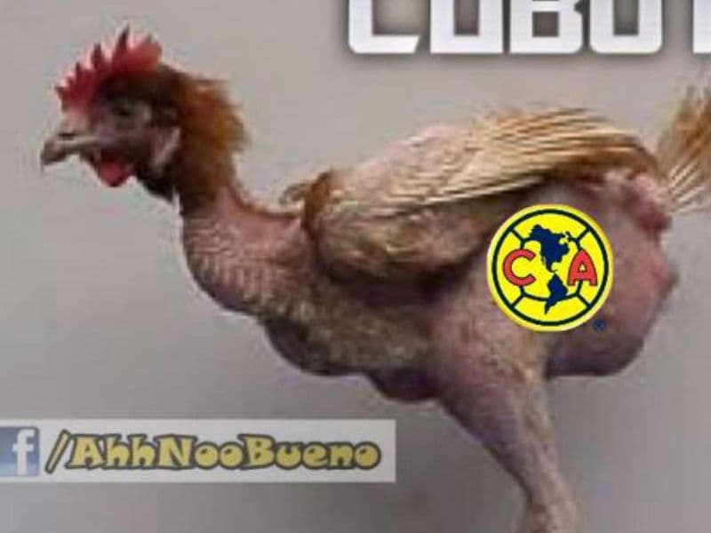 La derrota de América en casa ante los Gallos de Querétaro no pasó desapercibida en la redes sociales y los memes no se hicieron esperar
