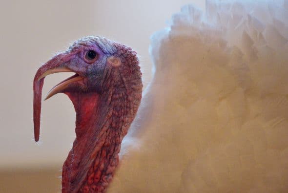 Thanksgiving es tiempo de agradecimientos, por eso le damos a algunos deportivas famosos algunas ideas para que den las gracias.