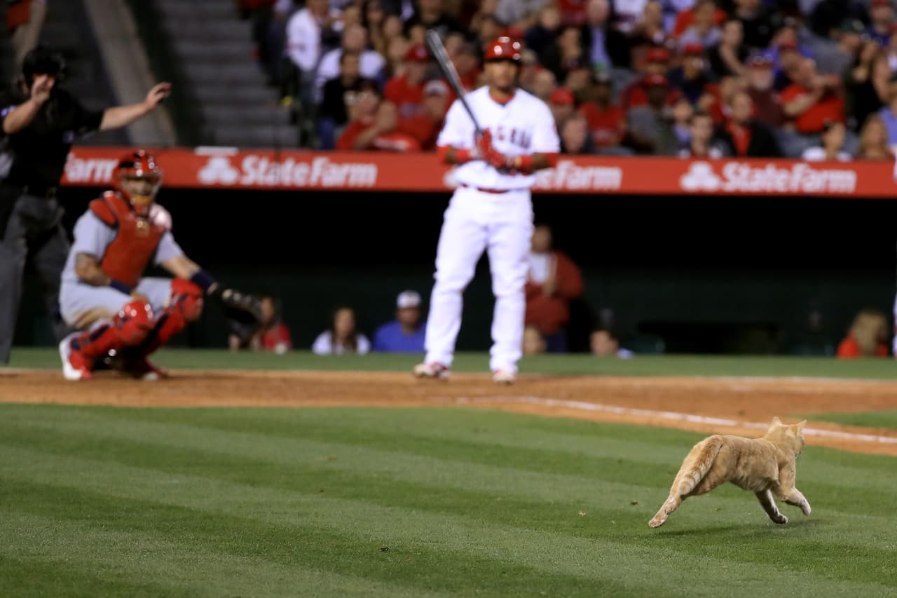 Mientras los St. Louis Cardinals jugaban contra Los Angeles Angels de Anaheim, un gato color miel se atravesó durante un partido de la MLB.