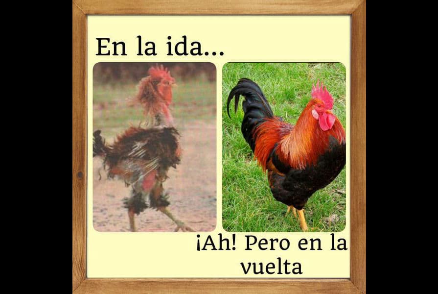 Las redes sociales reaccionaron con el partidazo con bromas que brindaron los Gallos ante Santos.