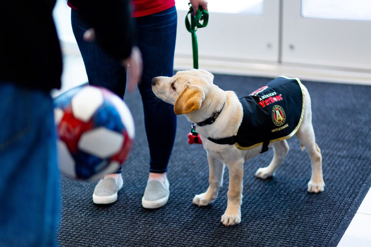 Él es Spike, el perro que busca servir como entrenamiento de perros y porta con gusto la playera del Atlanta United. Su misión es ayudar en algún momento a ayudar a un veteranos que lo necesiten.