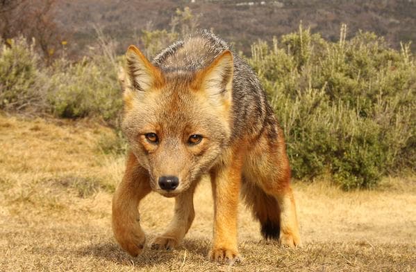 Zincha, la mascota de la Copa América Chile 2015, es un zorro culpeo, una especie en extinción en Sudamérica, que dará color al torneo de selecciones más antiguo del mundo.