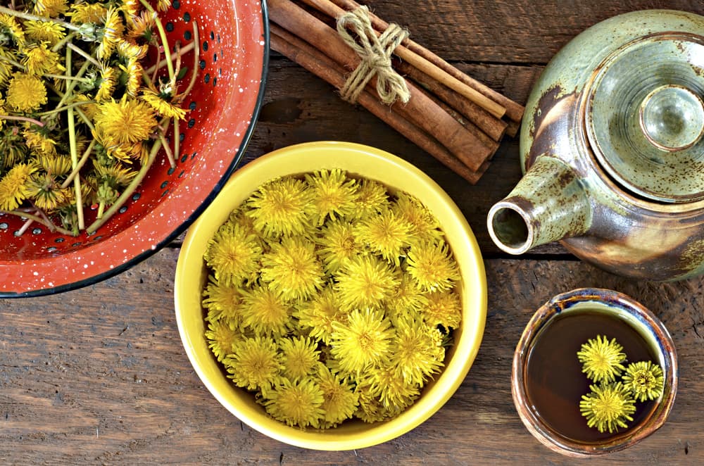 Como es una planta depurativa, con efecto diurético y purificador, el diente de león es la planta mágica perfecta para rituales de limpieza de malas vibraciones, para eliminar energías tóxicas, o purificar hogares donde sientas que hay pura negatividad.