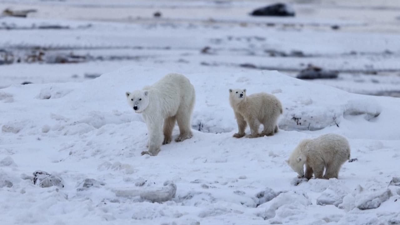 Una osa polar adopta a un cachorro ajeno, un comportamiento inusual que sorprende a investigadores