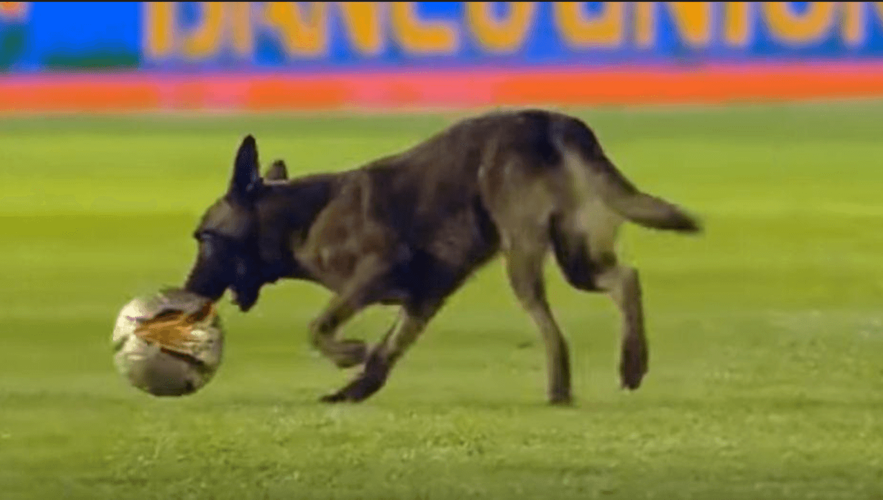 Otro can se hizo presente en otro partido de futbol en Boliva entre Blooming y Nacional en la liga de futbol de Bolivia.