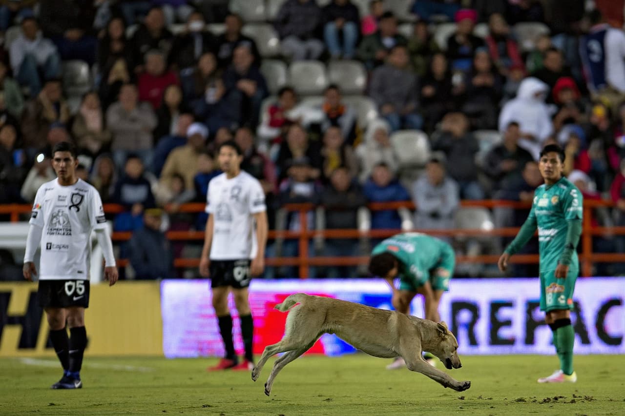 El can corrió por el terreno de juego y hasta se hizo amigo del director técnico de Jaguares, Sergio Bueno, quien lo recibió cariñosamente en su área; momentos más tarde se metió hasta el vestidor de los Tuzos, donde se posó con toda comodidad.