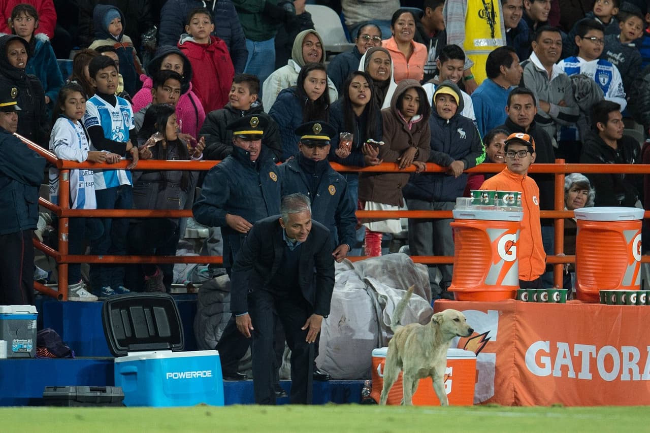 El can corrió por el terreno de juego y hasta se hizo amigo del director técnico de Jaguares, Sergio Bueno, quien lo recibió cariñosamente en su área; momentos más tarde se metió hasta el vestidor de los Tuzos, donde se posó con toda comodidad.