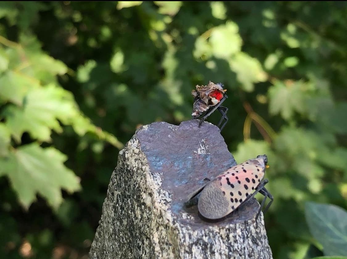 Pensilvania agrega ocho condados a la zona de cuarentena por presencia de la mosca linterna manchada