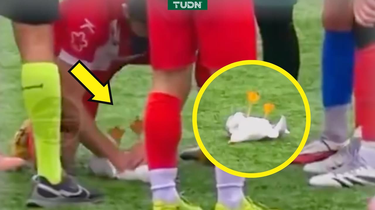 Gaviota recibe balonazo al vuelo en pleno juego, le dan RCP y vive para contarlo