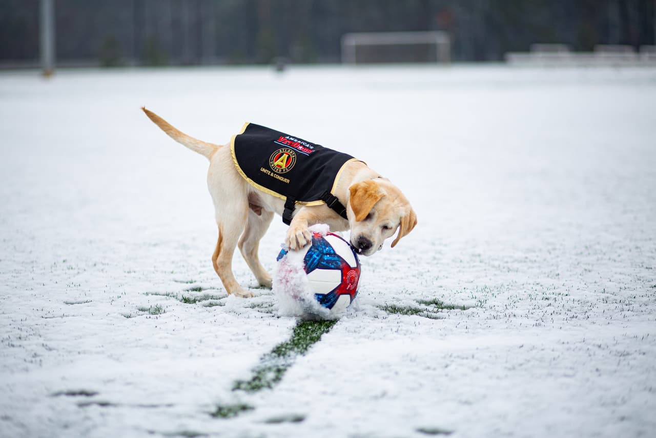 Él es Spike, el perro que busca servir como entrenamiento de perros y porta con gusto la playera del Atlanta United. Su misión es ayudar en algún momento a ayudar a un veteranos que lo necesiten.
