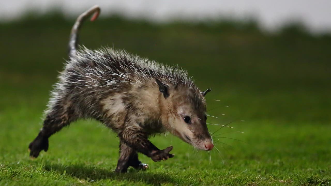 'Jarochito', el tlacuache invasor del Luis 'Pirata' de la Fuente.