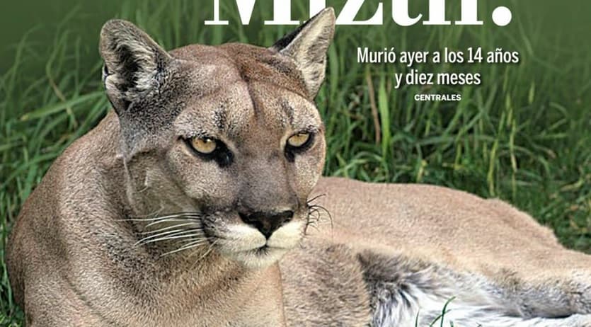 La mascota de los Pumas falleció tras 14 años de vida.