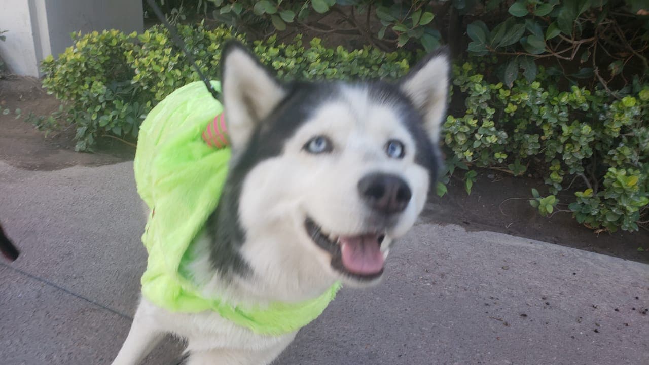 Así se vive la celebración de Halloween en Las Vegas en la semana de la pelea entre el 'Canelo' Álvarez y Kovalev.