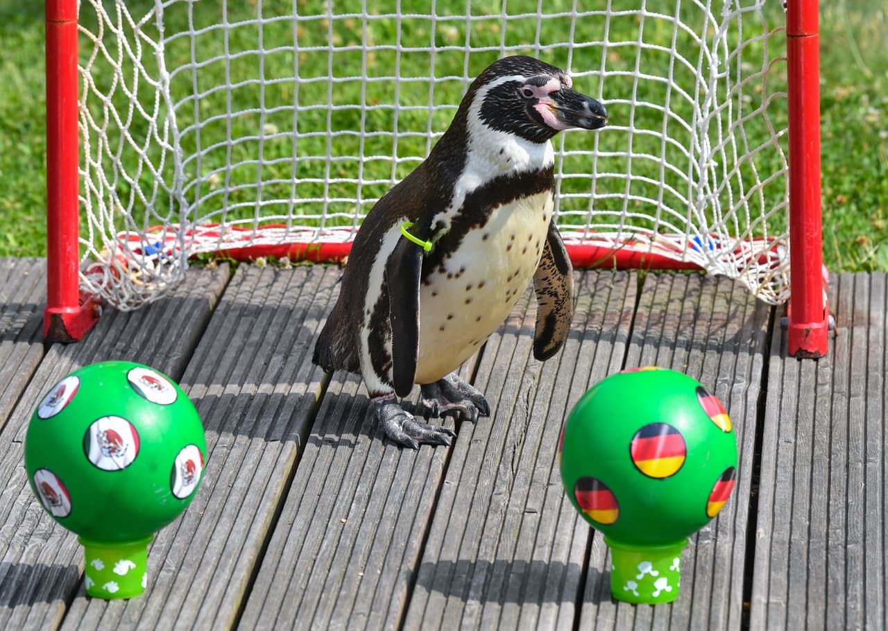 El animal de origen sudamericano que vive en cautiverio, eligió a la selección alemana cono vencedora para este domingo.