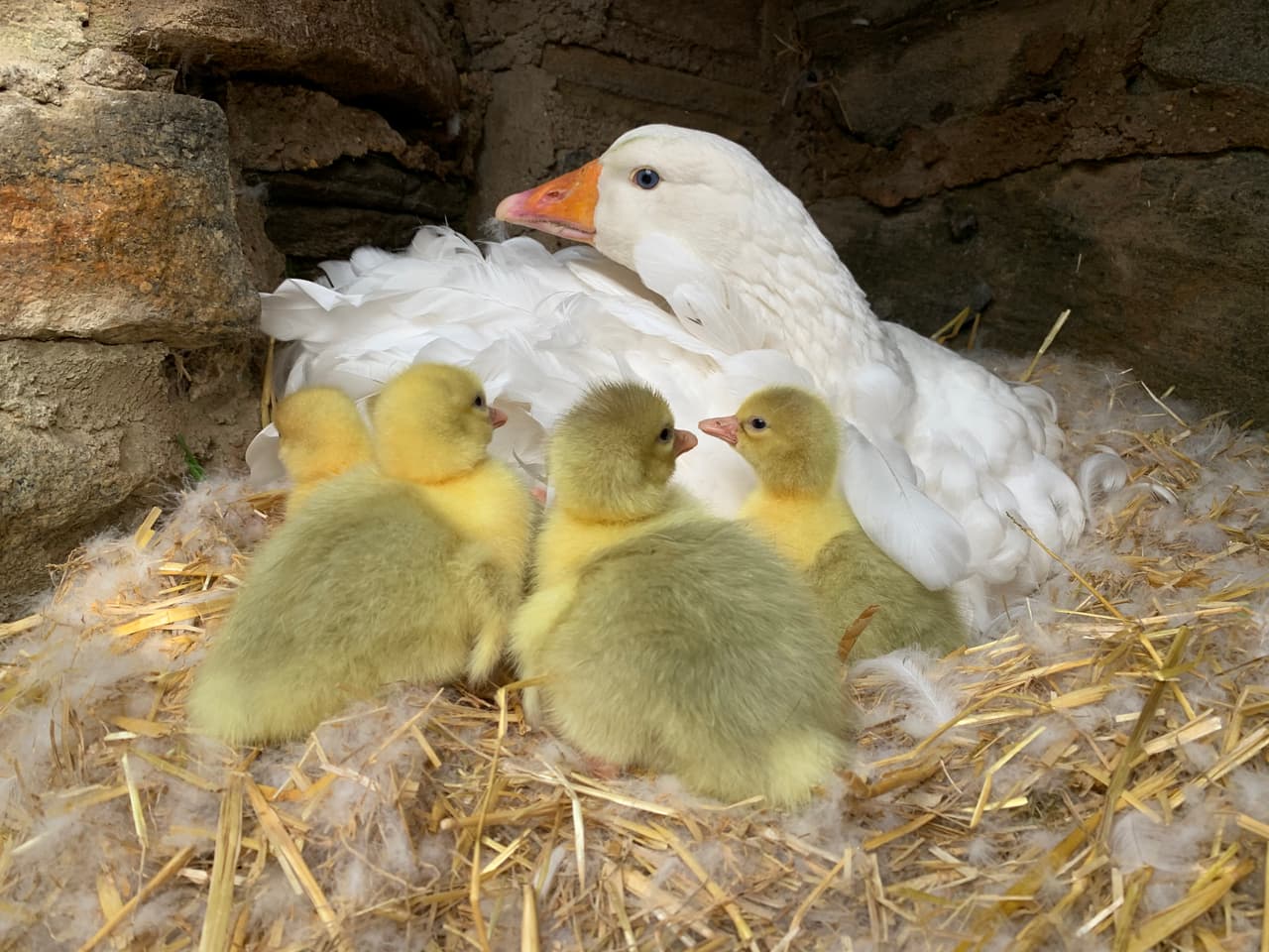 Madres novatas: Zoológico de Filadelfia presume las primeras crías de algunos de sus animales