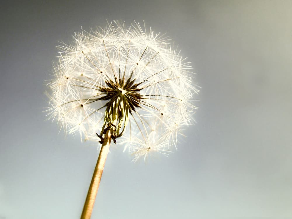 Finalmente, otro curioso uso esotérico es que se cree que ayuda a estimular la habilidad psíquica en la gente, pues puede jugar con las facultades mentales de las personas que la usan para ello. ¿Interesante, no?