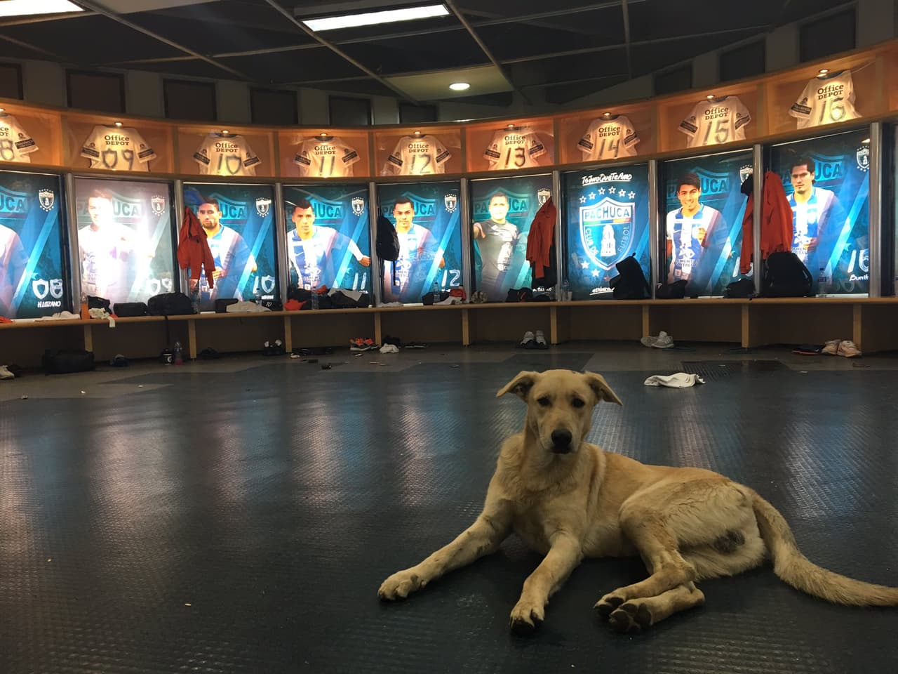 El can corrió por el terreno de juego y hasta se hizo amigo del director técnico de Jaguares, Sergio Bueno, quien lo recibió cariñosamente en su área; momentos más tarde se metió hasta el vestidor de los Tuzos, donde se posó con toda comodidad.