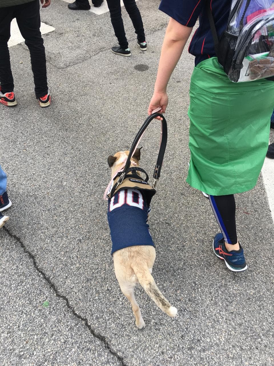 Esta mascota está más que lista para apoyar a Los Angeles Rams.