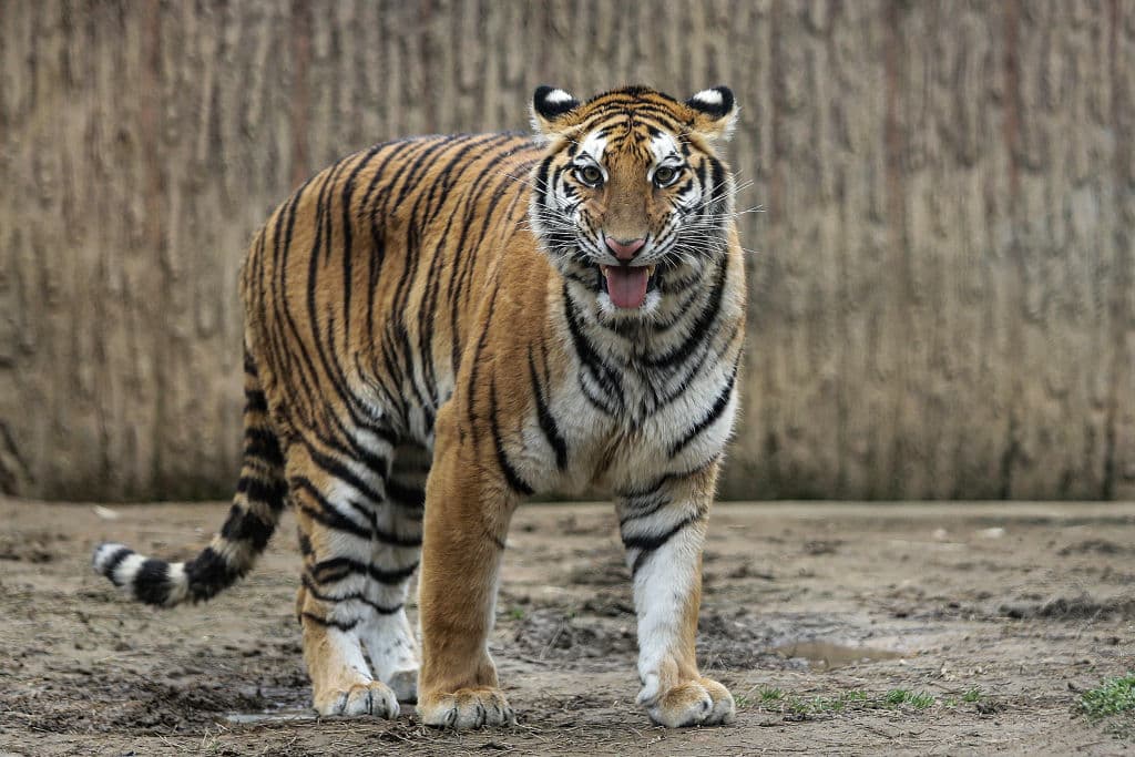 El Año del Buey trajo vacunas contra una pandemia mundial y se espera que este Año Nuevo Lunar traiga sanación y alegría con el Año del Tigre.