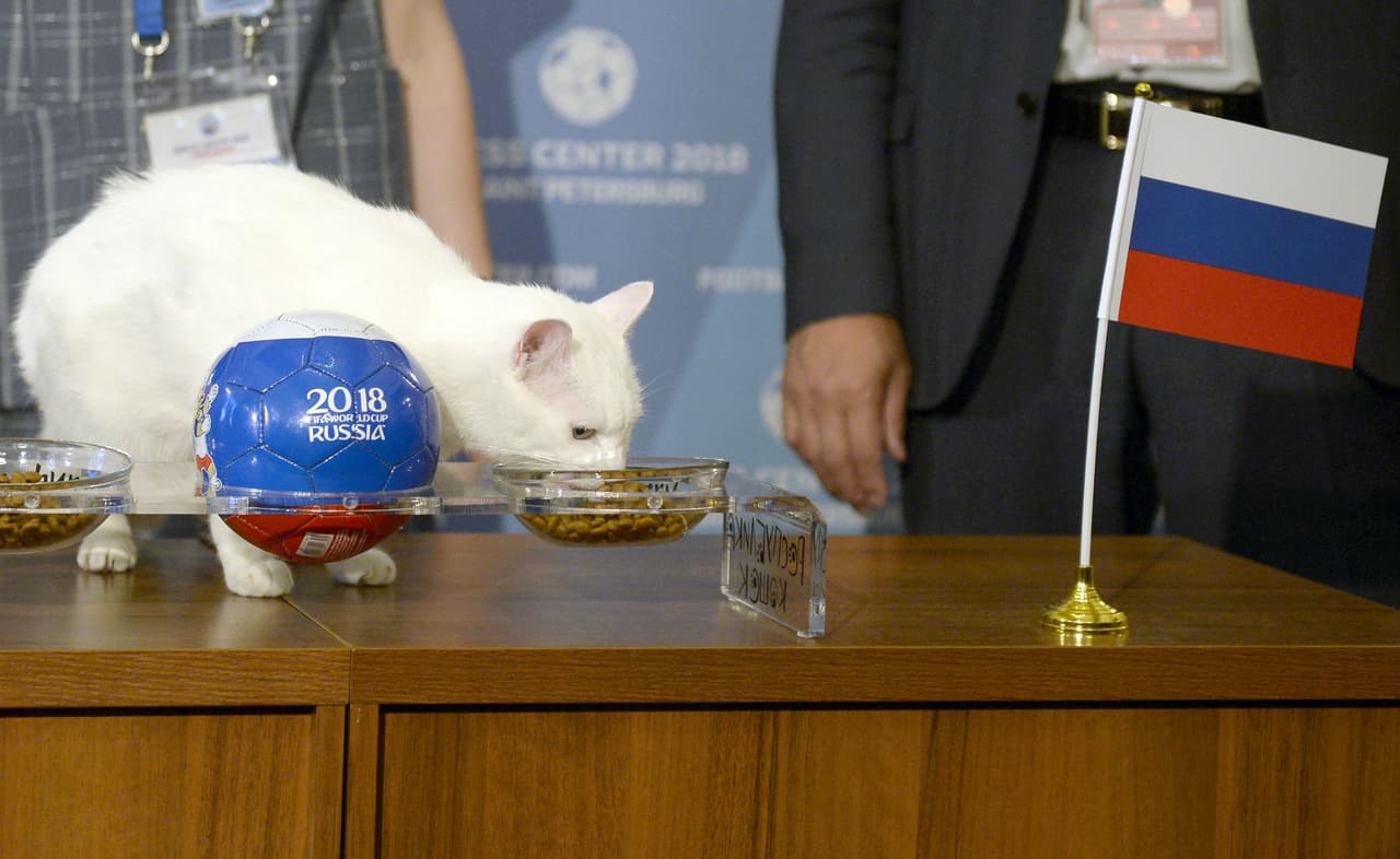 Achille es un gato sordo, y su pronóstico se basa en elegir uno de dos platos de comida con las banderas de los países que se enfrentan.