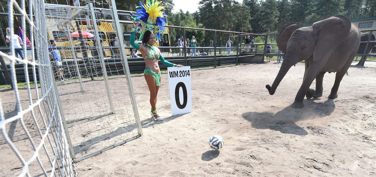 Otro elefante llamado Zella predijo que Portugal sería el campeón de la pasada Eurocopa en 2016, acertando resultados y siendo comparado con otro animal 'oráculo' muy exitoso.