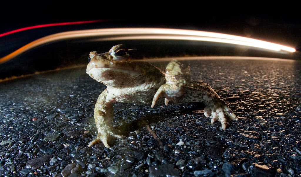 Pasa siete meses al año viviendo bajo tierra, pero cuando está activo, su veneno se puede fumar para producir un breve viaje psicoactivo.