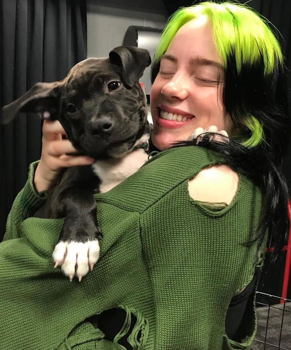 Estos perritos en adopción en Miami le dieron la bienvenida a la cantante Billie Eilish  