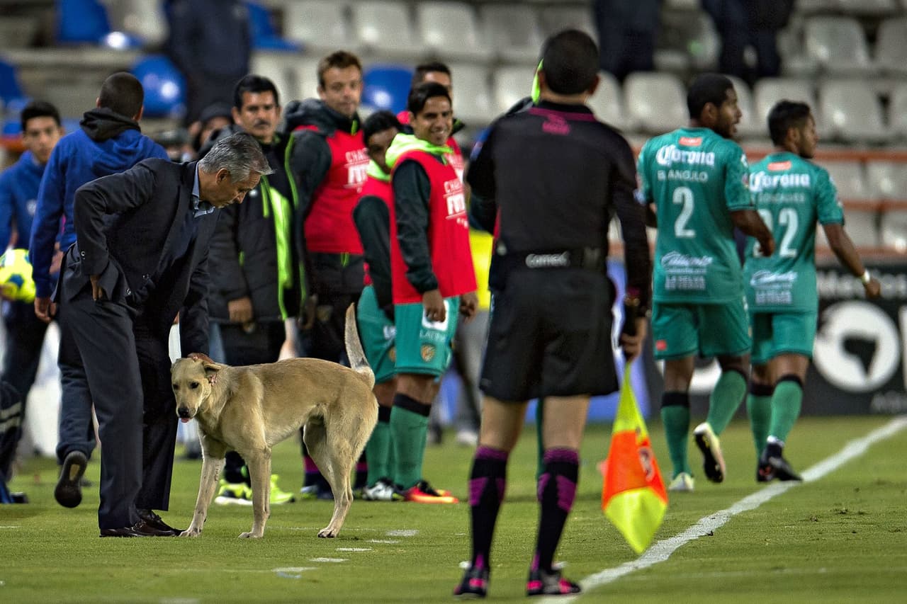 El can corrió por el terreno de juego y hasta se hizo amigo del director técnico de Jaguares, Sergio Bueno, quien lo recibió cariñosamente en su área; momentos más tarde se metió hasta el vestidor de los Tuzos, donde se posó con toda comodidad.