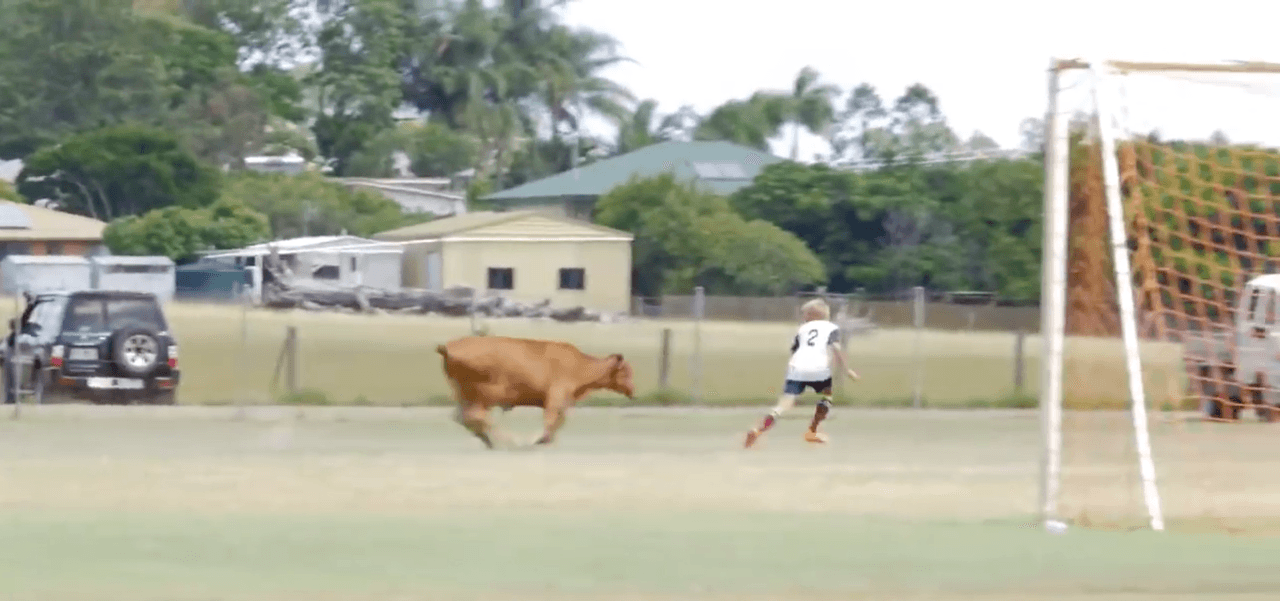 En un duelo en una liga infantil en Australia, una vaca entró a la cancha y correteó a los niños.