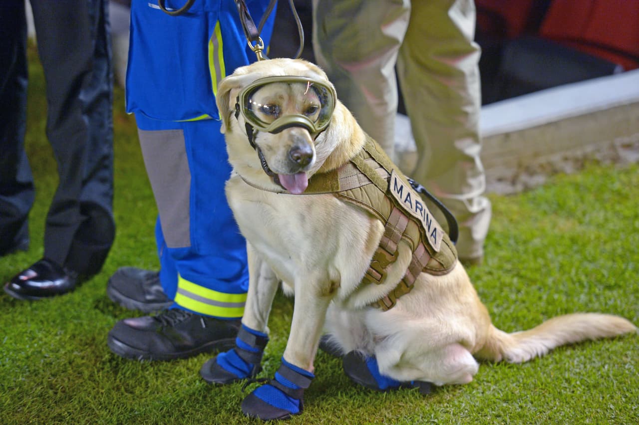 La perrita Frida se convirtió en un símbolo para México y su presencia en el estadio fue ampliamente celebrada.
