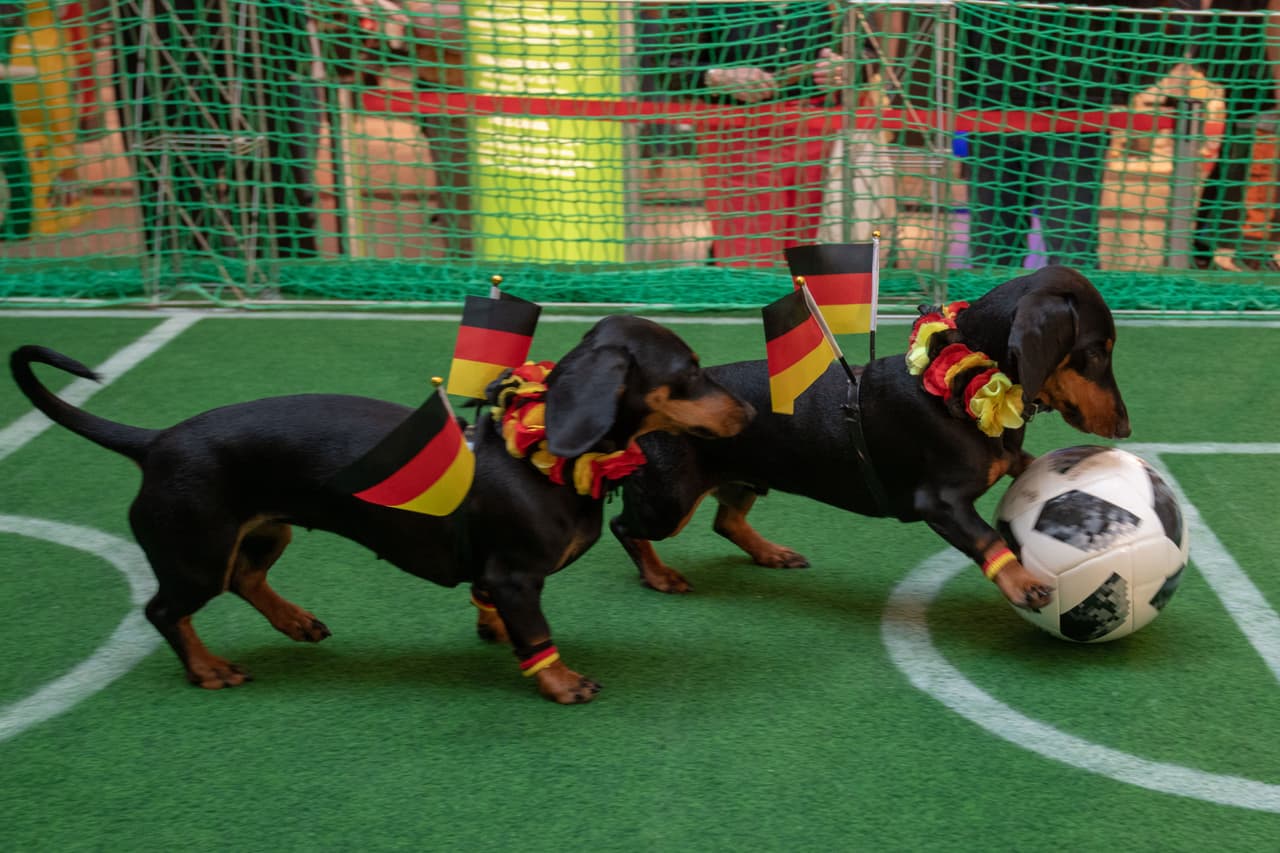 Seppi, el perro del oráculo, se encuentra en un centro comercial de Passau, Baviera, donde con un compañero realiza sus pronósticos.