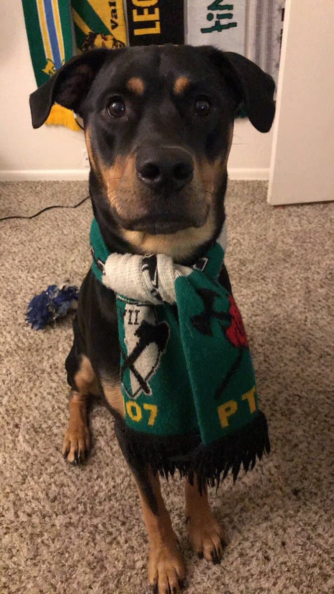 La campaña no era exclusiva para humanos. Aquí un fiel perro del Timbers Army portó orgulloso su bufanda de Portland.