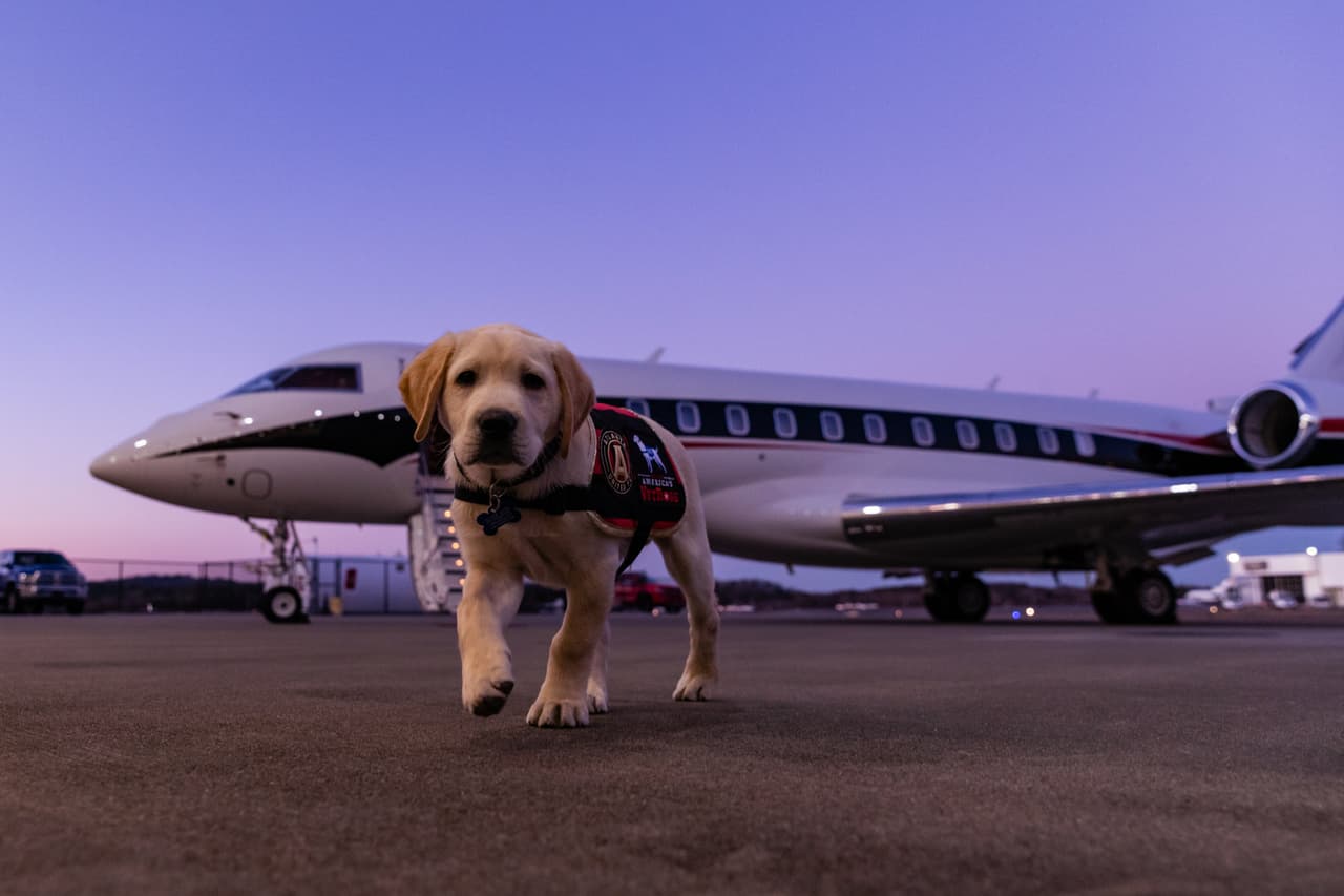 Él es Spike, el perro que busca servir como entrenamiento de perros y porta con gusto la playera del Atlanta United. Su misión es ayudar en algún momento a ayudar a un veteranos que lo necesiten.