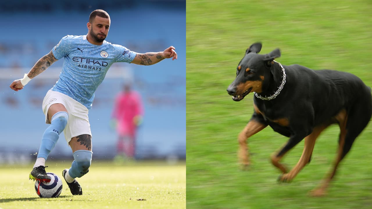 ¡Hey, Funes Mori! Jugador paga 56,000 dls por perro protector de casa