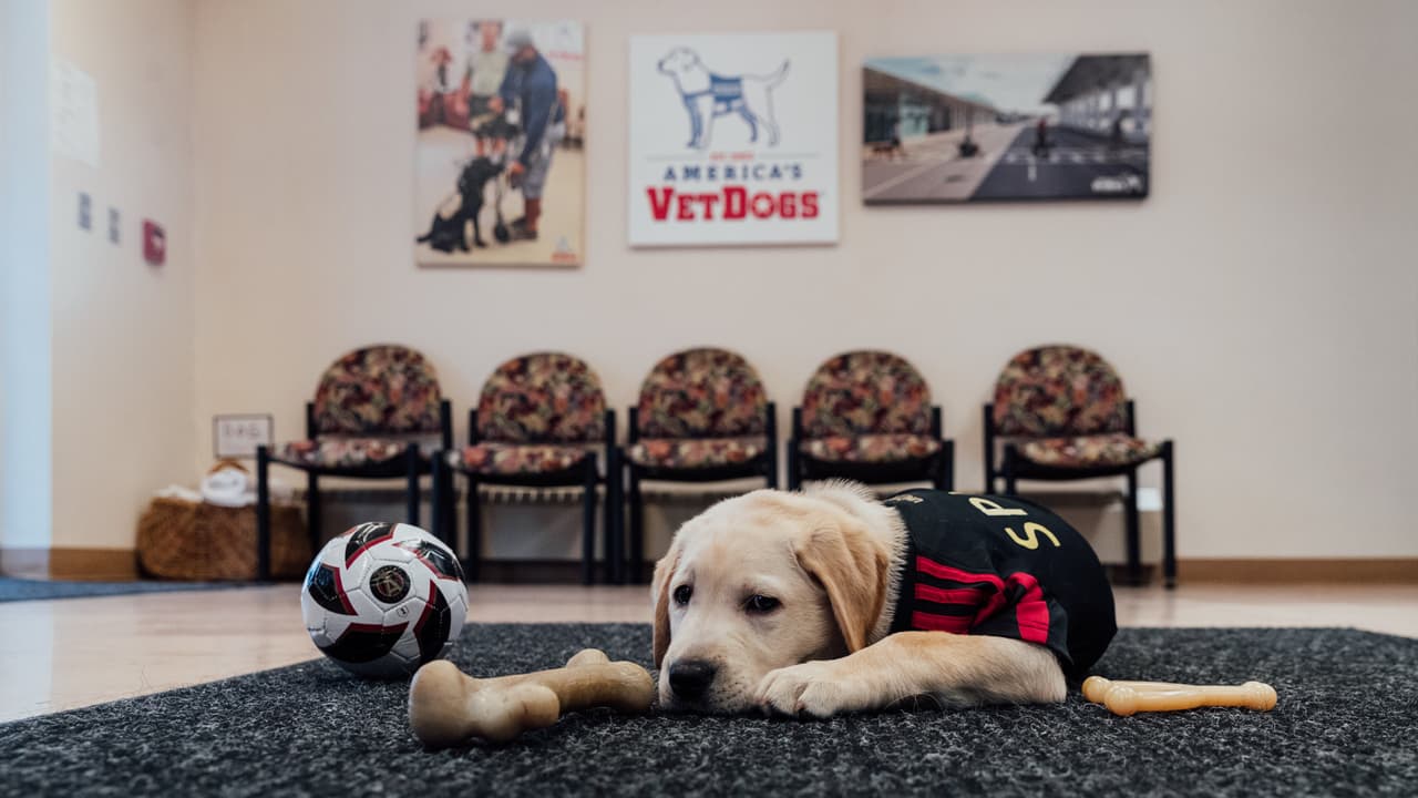 Él es Spike, el perro que busca servir como entrenamiento de perros y porta con gusto la playera del Atlanta United. Su misión es ayudar en algún momento a ayudar a un veteranos que lo necesiten.