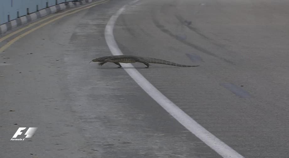 Un lagarto invadió las pista de Singapur