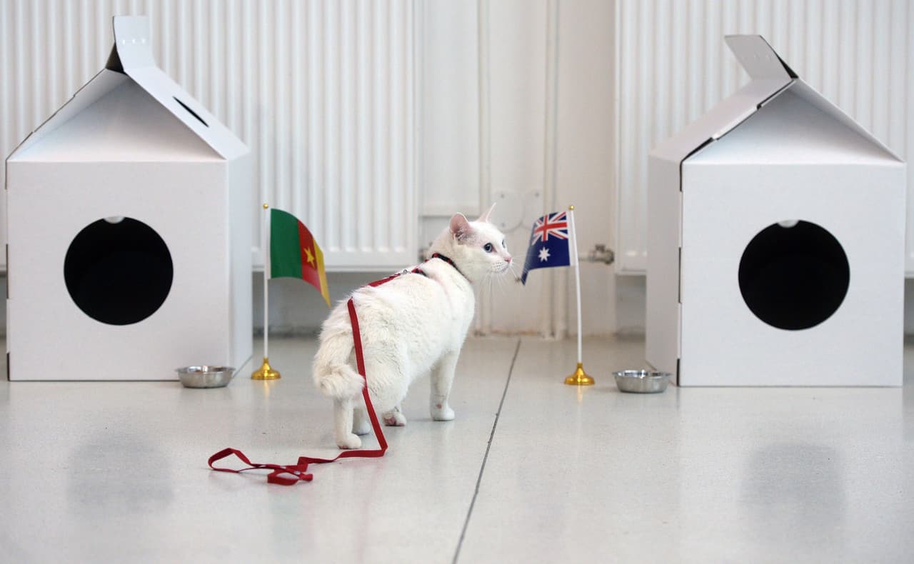 Achill es el gato a quien muchos consideran el 'oráculo' de la Copa Confederaciones, un nuevo animal al que se le atribuyen este tipo de poderes premonitorios en una competencia del fútbol.