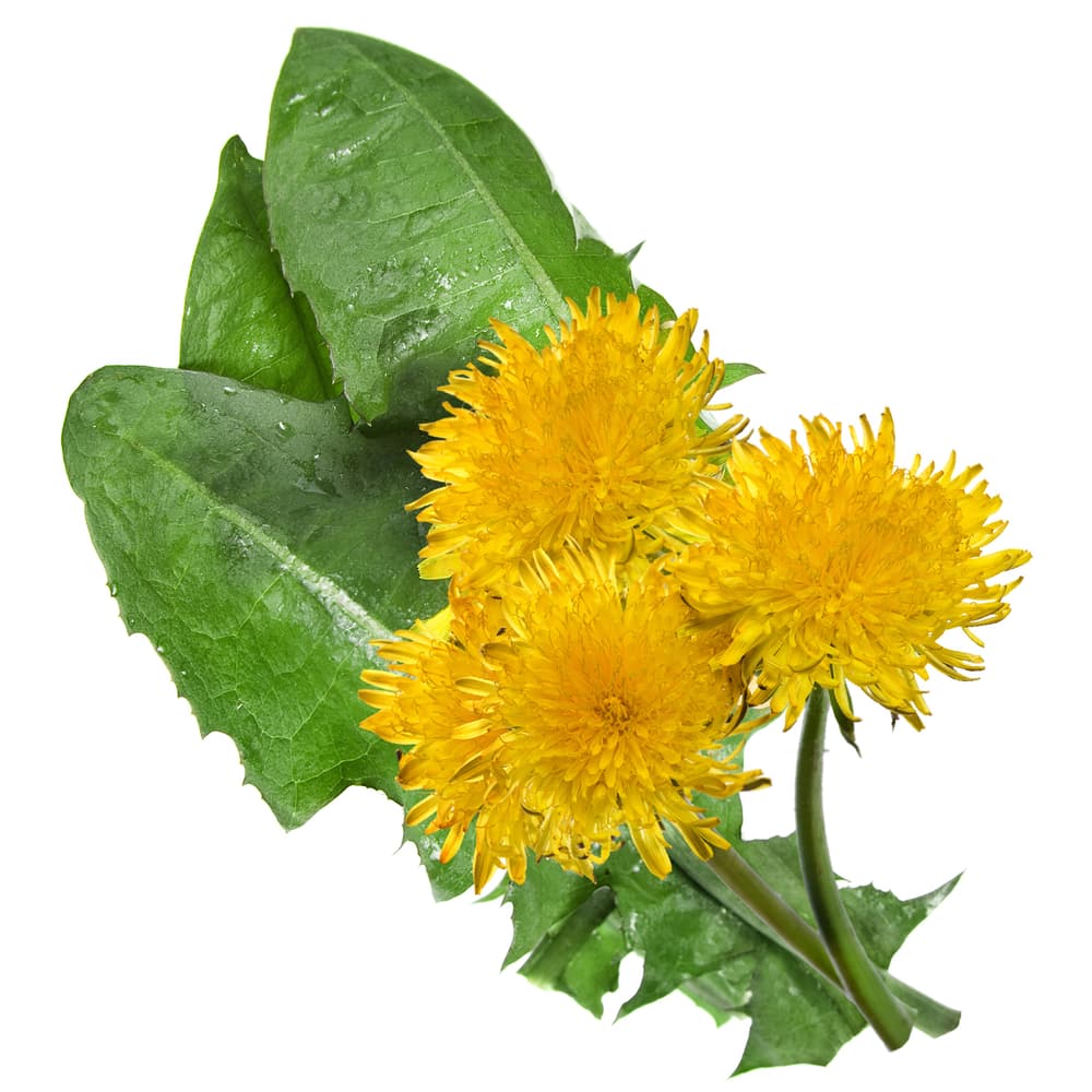 Tal vez no sepas que las hojas pueden ser usadas crudas en ensaladas, y cocinadas hacen un excelente vegetal, inclusive más rico en vitaminas que la espinaca. Por su parte, las raíces tostadas y molidas pueden ser usadas como un sustituto al café, aunque sin cafeína.